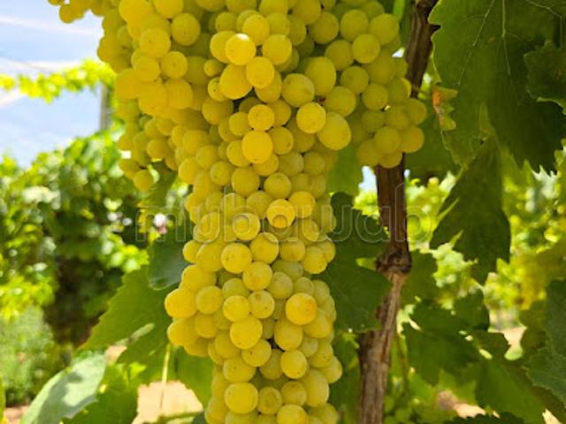 Propriété vente à Tiflet