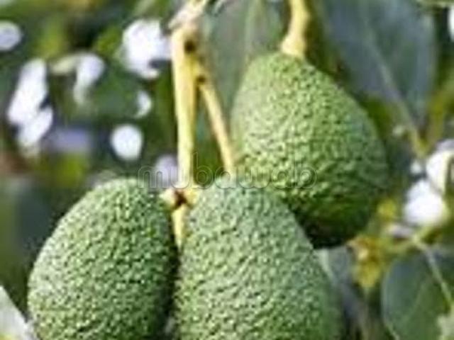 Propriété vente à Assilah, Tanger-Tétouan