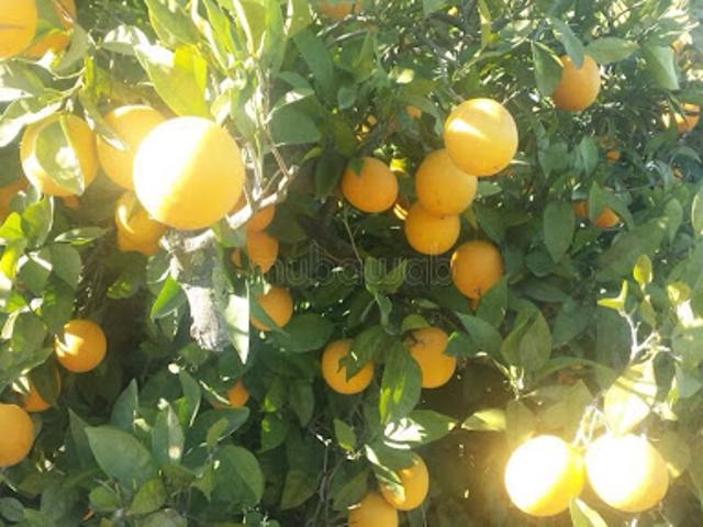 Propriété vente à Taounate