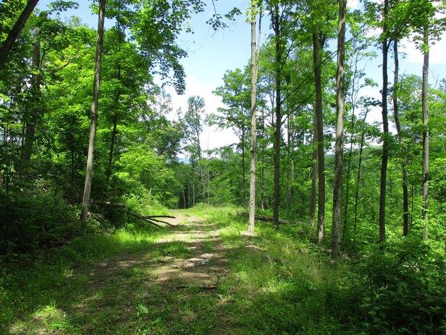 Land for sale in Bradford, Pennsylvania