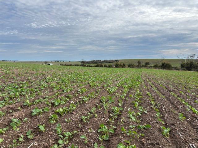 Cottage for sale in Cockaleechie, South Australia