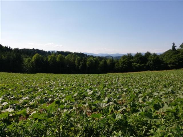 Grundstück kaufen in Gleisdorf