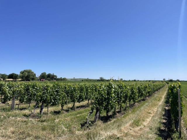 Haus kaufen in Großhöflein, Burgenland