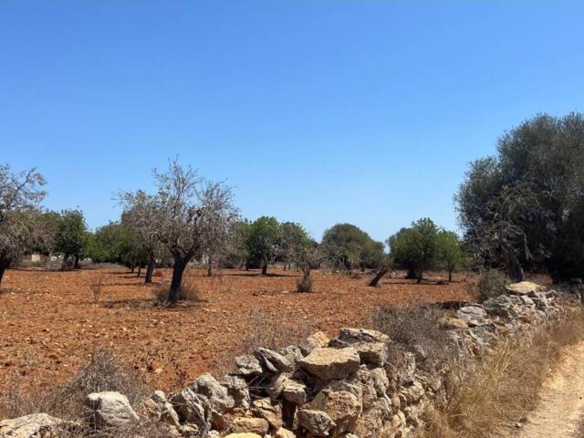 Terreno en venta en s'Alqueria Blanca, Migjorn