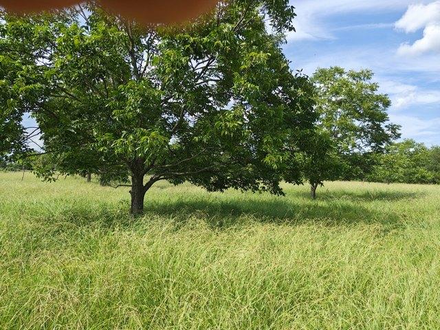 Land for sale in Morehouse, Louisiana