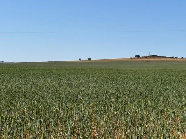 Land for sale in Booleroo Centre, South Australia