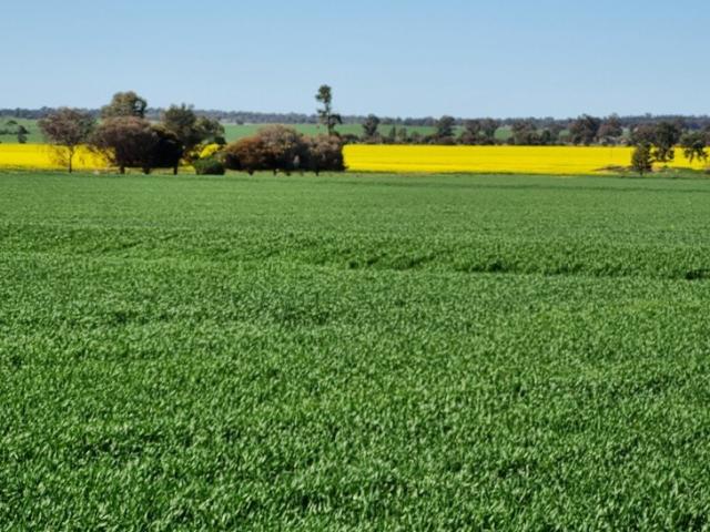 Acreage for sale in Beckom, New South Wales