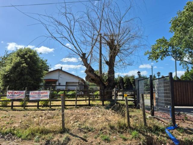 Puyehue, puyehue