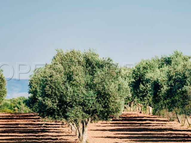 Maison vente à Prades