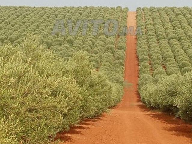 Propriété vente à Meknès