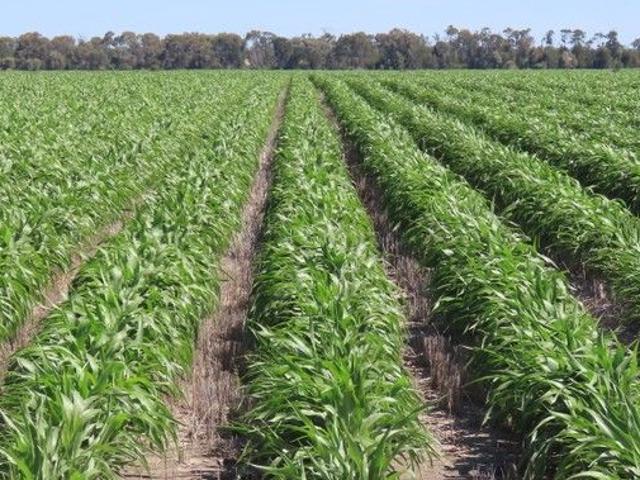 Property for sale in Yagaburne, Queensland
