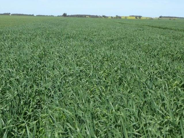 Acreage for sale in Mundulla West, South Australia