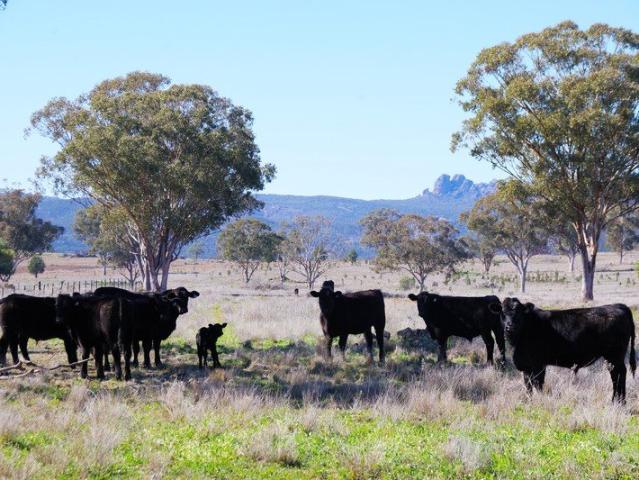 Acreage for sale in Maules Creek, New South Wales