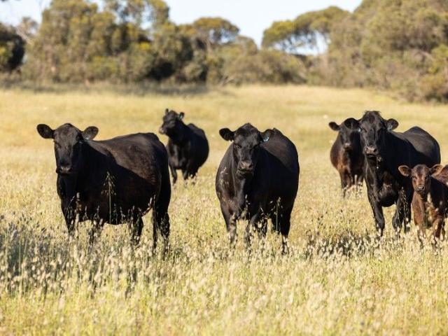 Cottage for sale in Keilira, South Australia