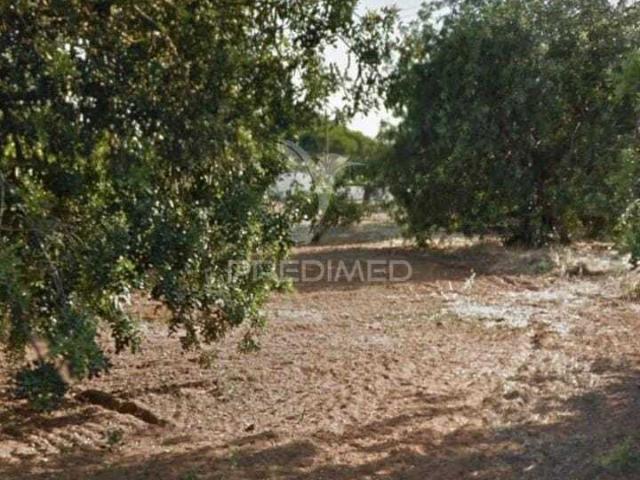 Terreno alugar em Loulé, Faro