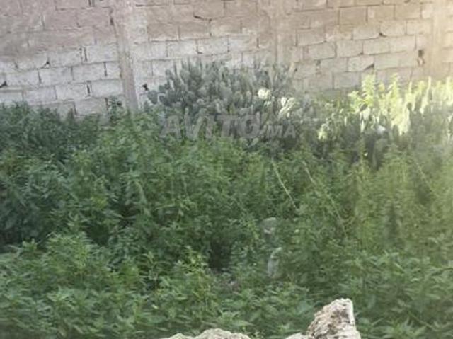 Propriété vente à Saf, L'Oriental