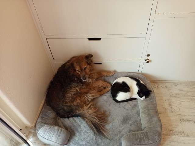 Quarto alugar em Falagueira, Amadora