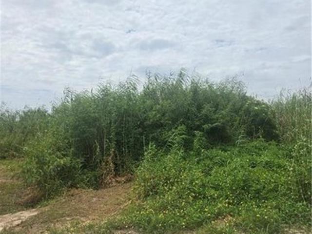 Land for sale in Grand Isle, Louisiana