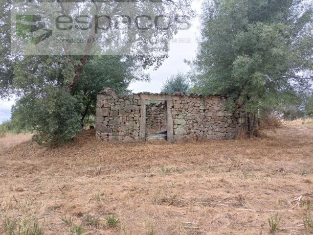 Quinta venda em Castelo Branco