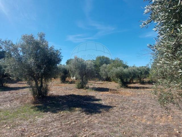 Quinta venda em Engarnais Fundeiros, Abrantes