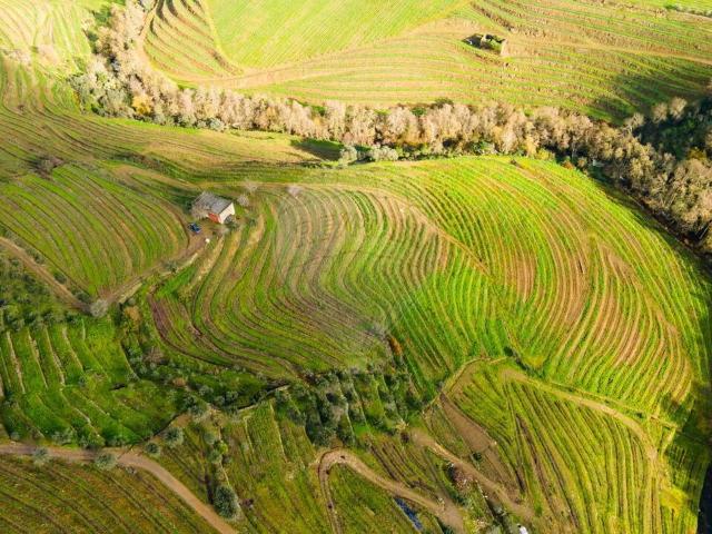 Quinta venda em Sanradela, Alijó