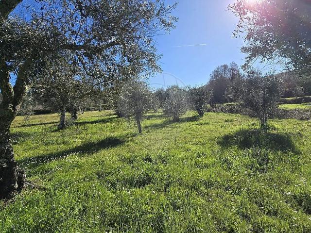 Quinta venda em Caria, Belmonte