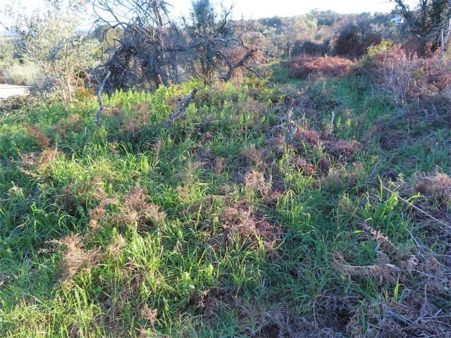 Quinta venda em Castelo Branco