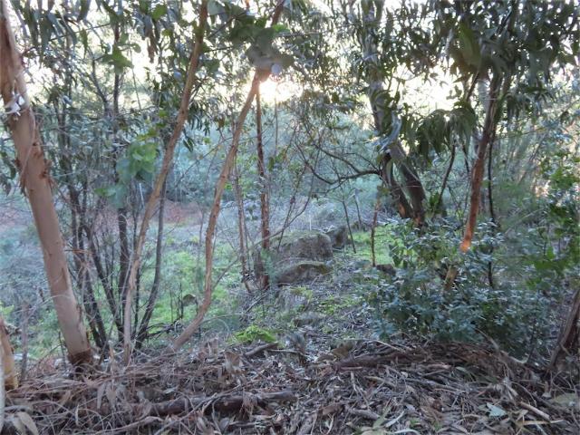 Quinta venda em Castelo Branco