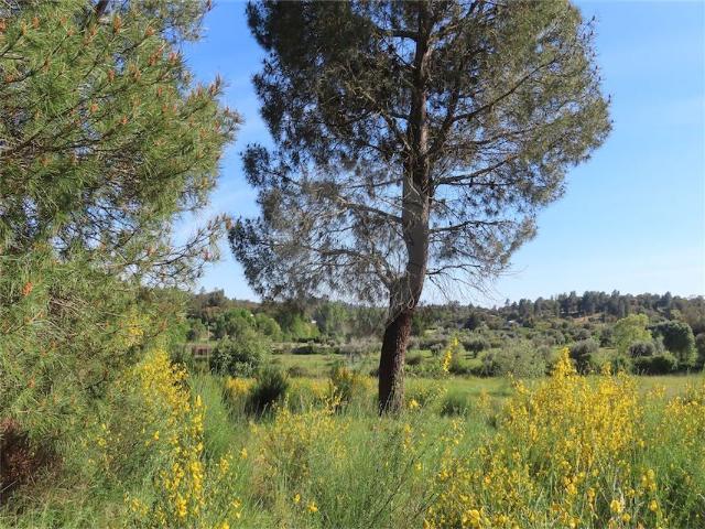 Quinta venda em Castelo Branco