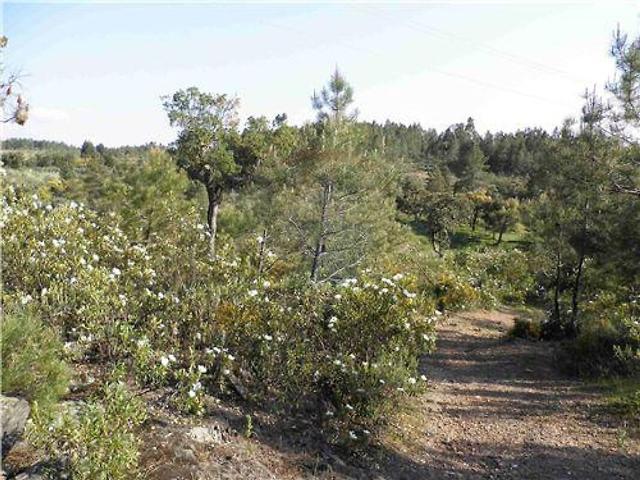 Quinta venda em Castelo Branco