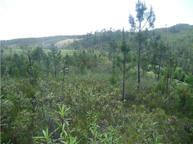 Quinta venda em Salgueiro do Campo, Castelo Branco