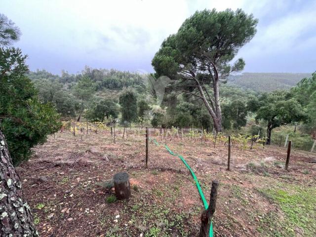 Quinta venda em Abrantes, Santarém