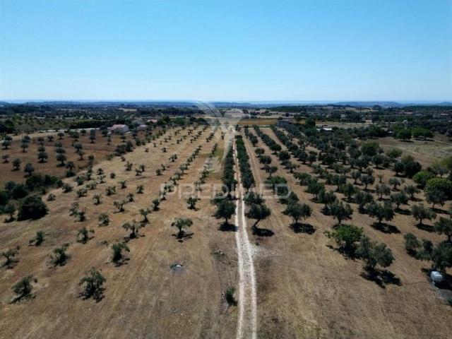 Quinta venda em Santarém