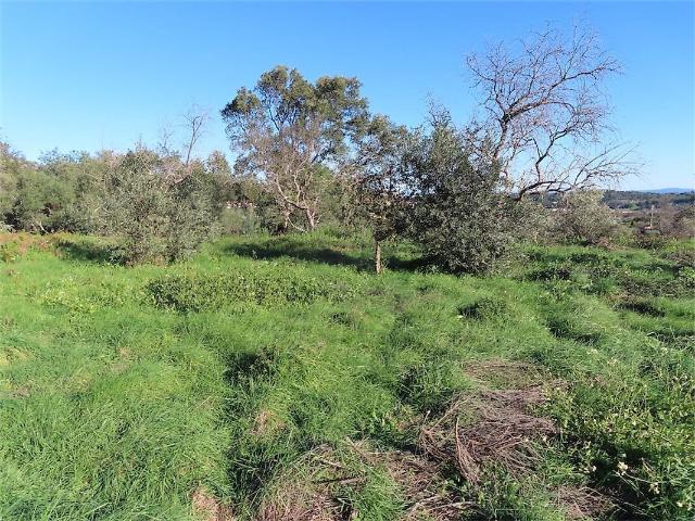 Quinta venda em Louriçal do Campo, Castelo Branco