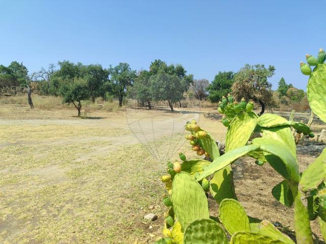 Quinta venda em Castelo Branco, Penamacor