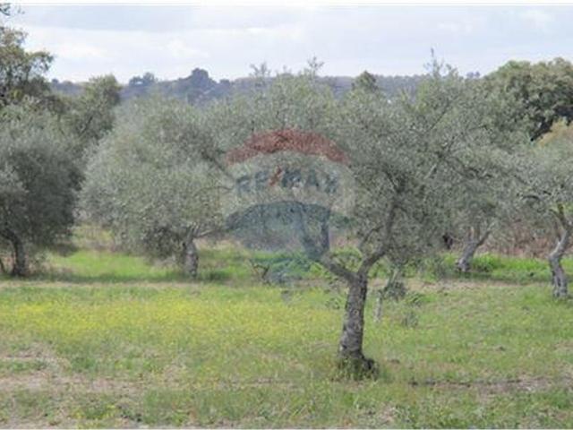 Quinta venda em Penamacor