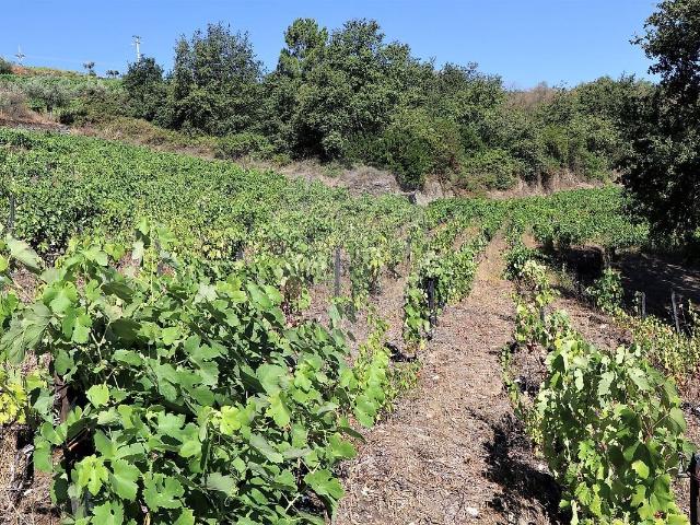Quinta venda em Urbanização S. Domingos, Peso da Régua