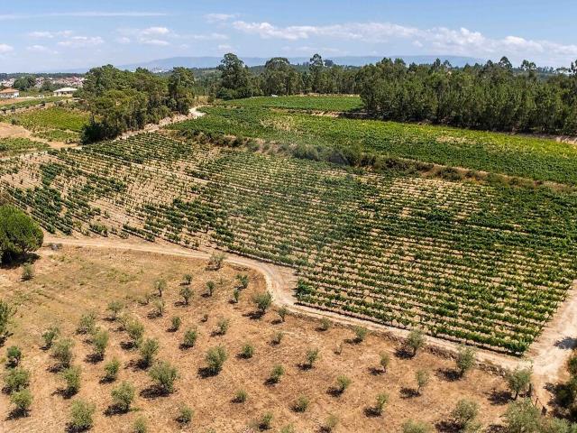 Quinta venda em Santar e Moreira, Nelas