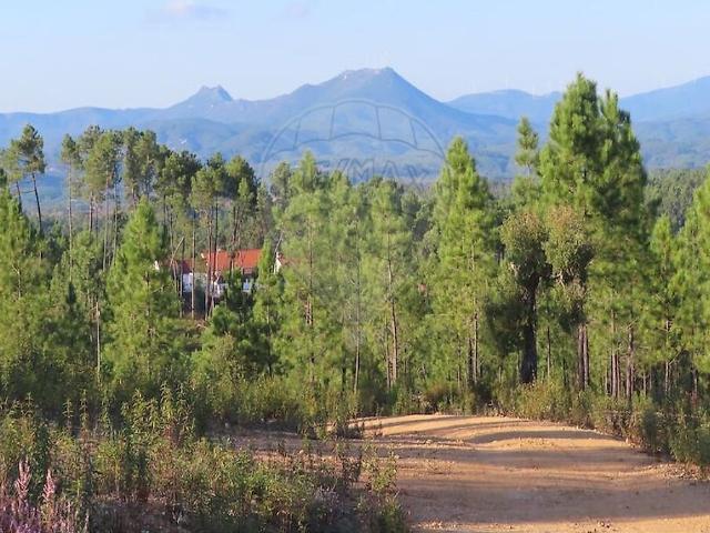 Quinta venda em Santo André das Tojeiras, Castelo Branco