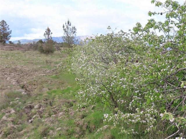 Quinta venda em Tinalhas, Castelo Branco