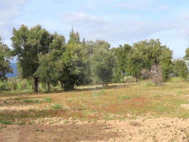 Quinta venda em Tinalhas, Castelo Branco