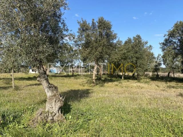 Quinta venda em Santarém