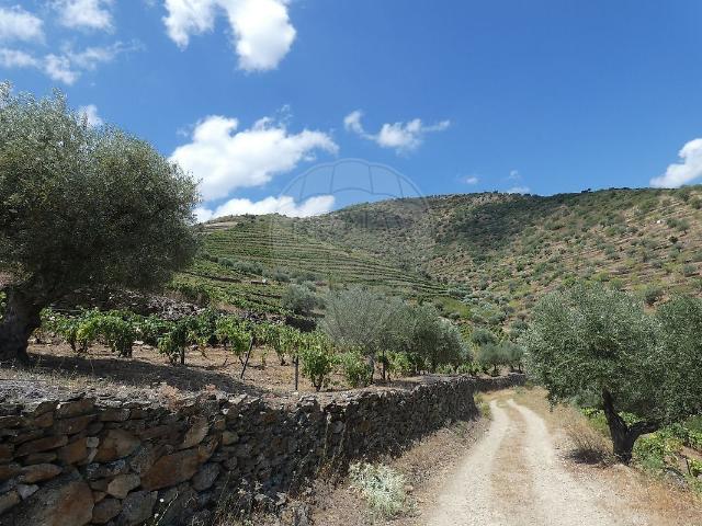 Quinta venda em Guarda, Mós