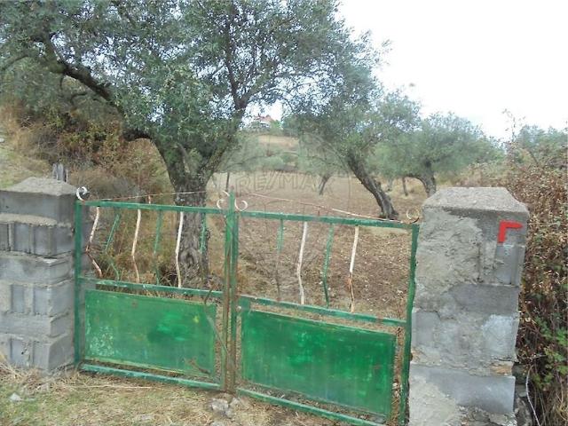 Quinta venda em Castelo Branco
