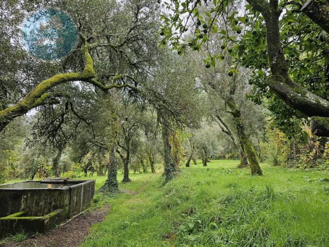 Quinta venda em Fojos, Cabeceiras De Basto