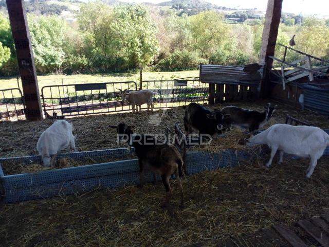 Quinta venda em Santarém