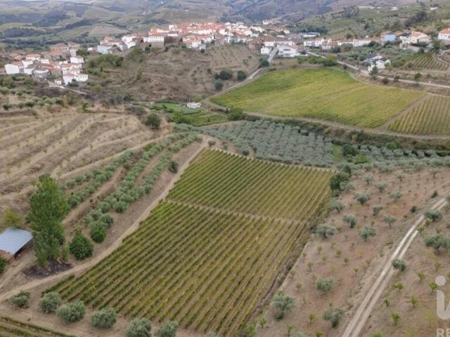 Quinta venda em Cedovim, Vila Nova de Foz Côa