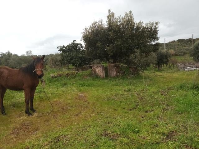 Terreno venda em Elvas, Portalegre