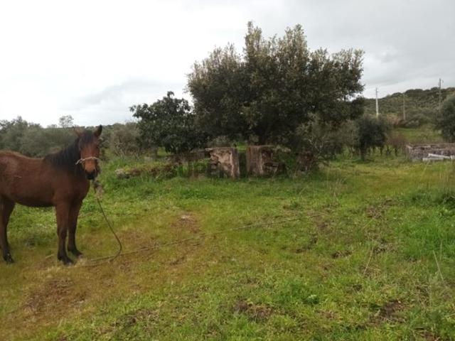 Terreno venda em Elvas, Portalegre