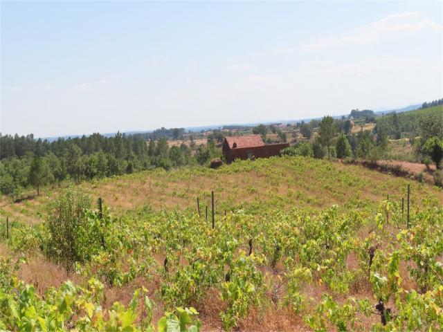 Quinta venda em Castelo Branco
